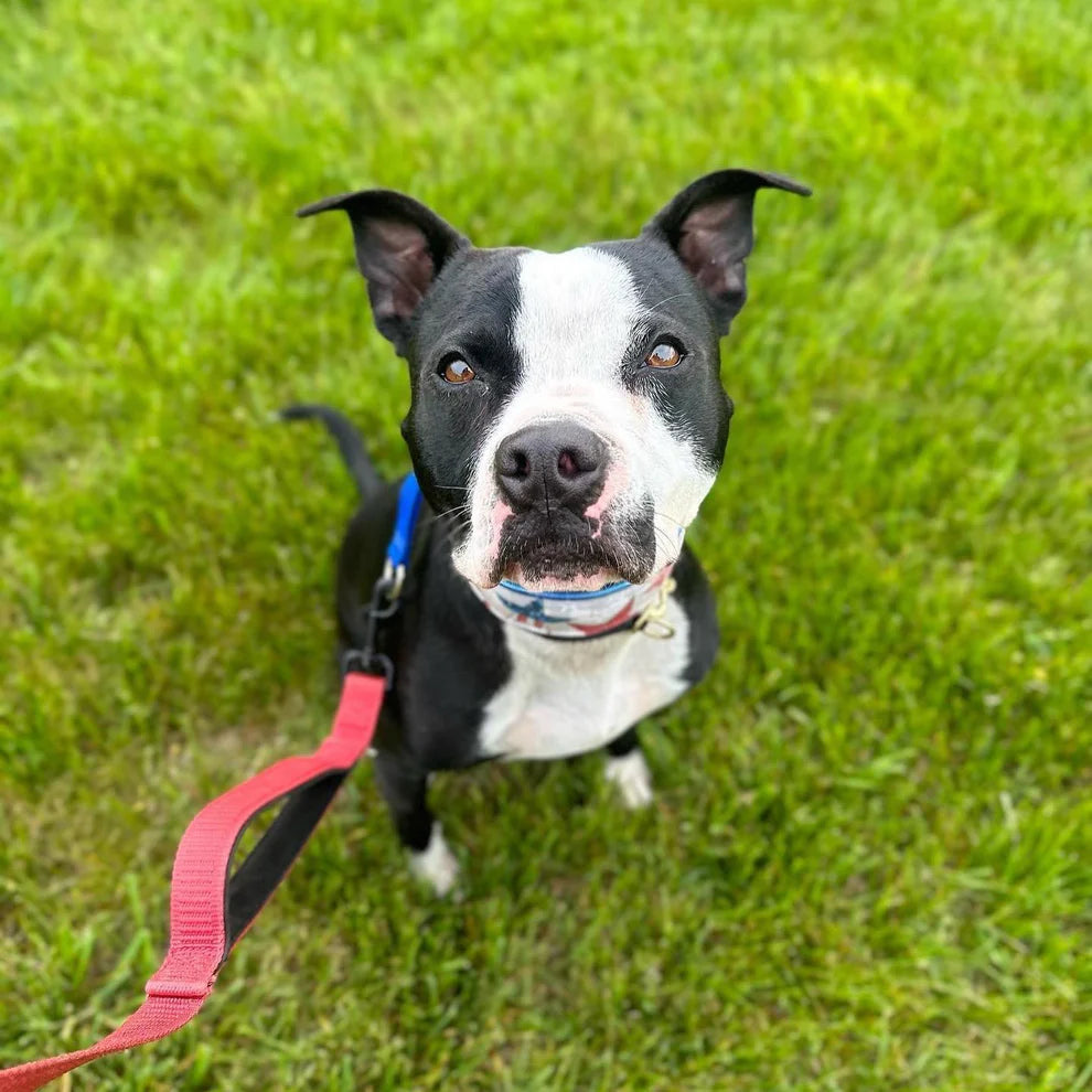Finn