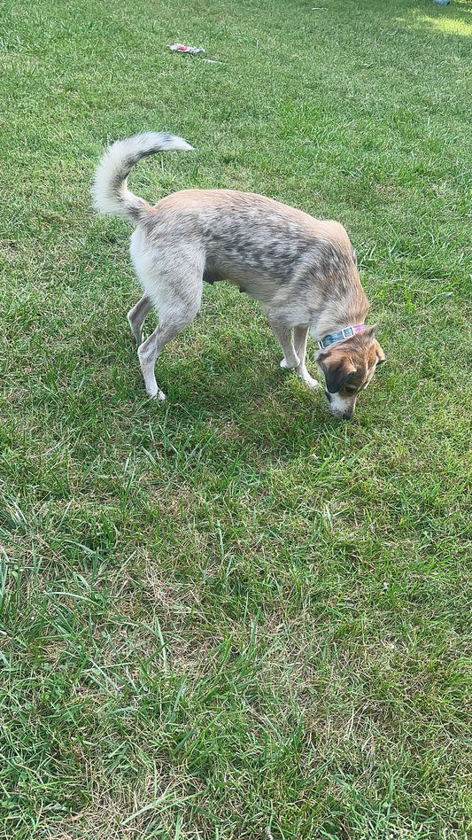 Zora
